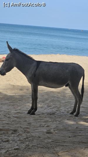 [P28] animal de trudă » foto by robert
 - 
<span class="allrVoted glyphicon glyphicon-heart hidden" id="av1505561"></span>
<a class="m-l-10 hidden" id="sv1505561" onclick="voting_Foto_DelVot(,1505561,3514)" role="button">șterge vot <span class="glyphicon glyphicon-remove"></span></a>
<a id="v91505561" class=" c-red"  onclick="voting_Foto_SetVot(1505561)" role="button"><span class="glyphicon glyphicon-heart-empty"></span> <b>LIKE</b> = Votează poza</a> <img class="hidden"  id="f1505561W9" src="/imagini/loader.gif" border="0" /><span class="AjErrMes hidden" id="e1505561ErM"></span>