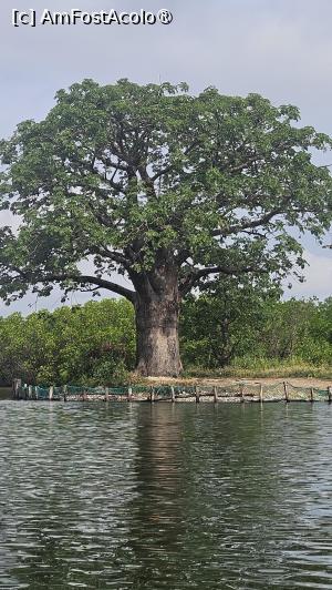 [P11] un baobab pe malul apei » foto by robert
 - 
<span class="allrVoted glyphicon glyphicon-heart hidden" id="av1511278"></span>
<a class="m-l-10 hidden" id="sv1511278" onclick="voting_Foto_DelVot(,1511278,3514)" role="button">șterge vot <span class="glyphicon glyphicon-remove"></span></a>
<a id="v91511278" class=" c-red"  onclick="voting_Foto_SetVot(1511278)" role="button"><span class="glyphicon glyphicon-heart-empty"></span> <b>LIKE</b> = Votează poza</a> <img class="hidden"  id="f1511278W9" src="/imagini/loader.gif" border="0" /><span class="AjErrMes hidden" id="e1511278ErM"></span>