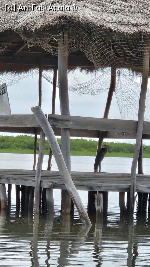 [P27] vedere din deltă » foto by robert
 - 
<span class="allrVoted glyphicon glyphicon-heart hidden" id="av1511294"></span>
<a class="m-l-10 hidden" id="sv1511294" onclick="voting_Foto_DelVot(,1511294,3514)" role="button">șterge vot <span class="glyphicon glyphicon-remove"></span></a>
<a id="v91511294" class=" c-red"  onclick="voting_Foto_SetVot(1511294)" role="button"><span class="glyphicon glyphicon-heart-empty"></span> <b>LIKE</b> = Votează poza</a> <img class="hidden"  id="f1511294W9" src="/imagini/loader.gif" border="0" /><span class="AjErrMes hidden" id="e1511294ErM"></span>