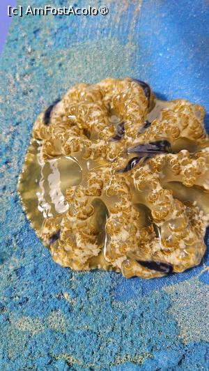 [P28] un meduz și o meduză » foto by robert
 - 
<span class="allrVoted glyphicon glyphicon-heart hidden" id="av1511295"></span>
<a class="m-l-10 hidden" id="sv1511295" onclick="voting_Foto_DelVot(,1511295,3514)" role="button">șterge vot <span class="glyphicon glyphicon-remove"></span></a>
<a id="v91511295" class=" c-red"  onclick="voting_Foto_SetVot(1511295)" role="button"><span class="glyphicon glyphicon-heart-empty"></span> <b>LIKE</b> = Votează poza</a> <img class="hidden"  id="f1511295W9" src="/imagini/loader.gif" border="0" /><span class="AjErrMes hidden" id="e1511295ErM"></span>