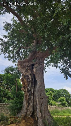[P36] un copac sacru » foto by robert
 - 
<span class="allrVoted glyphicon glyphicon-heart hidden" id="av1511303"></span>
<a class="m-l-10 hidden" id="sv1511303" onclick="voting_Foto_DelVot(,1511303,3514)" role="button">șterge vot <span class="glyphicon glyphicon-remove"></span></a>
<a id="v91511303" class=" c-red"  onclick="voting_Foto_SetVot(1511303)" role="button"><span class="glyphicon glyphicon-heart-empty"></span> <b>LIKE</b> = Votează poza</a> <img class="hidden"  id="f1511303W9" src="/imagini/loader.gif" border="0" /><span class="AjErrMes hidden" id="e1511303ErM"></span>