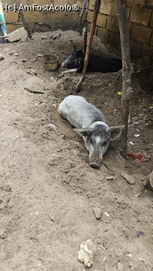 [P38] pe ulițele satului » foto by robert
 - 
<span class="allrVoted glyphicon glyphicon-heart hidden" id="av1511305"></span>
<a class="m-l-10 hidden" id="sv1511305" onclick="voting_Foto_DelVot(,1511305,3514)" role="button">șterge vot <span class="glyphicon glyphicon-remove"></span></a>
<a id="v91511305" class=" c-red"  onclick="voting_Foto_SetVot(1511305)" role="button"><span class="glyphicon glyphicon-heart-empty"></span> <b>LIKE</b> = Votează poza</a> <img class="hidden"  id="f1511305W9" src="/imagini/loader.gif" border="0" /><span class="AjErrMes hidden" id="e1511305ErM"></span>