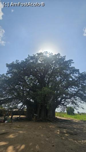 [P60] baobab de sute de ani » foto by robert
 - 
<span class="allrVoted glyphicon glyphicon-heart hidden" id="av1511327"></span>
<a class="m-l-10 hidden" id="sv1511327" onclick="voting_Foto_DelVot(,1511327,3514)" role="button">șterge vot <span class="glyphicon glyphicon-remove"></span></a>
<a id="v91511327" class=" c-red"  onclick="voting_Foto_SetVot(1511327)" role="button"><span class="glyphicon glyphicon-heart-empty"></span> <b>LIKE</b> = Votează poza</a> <img class="hidden"  id="f1511327W9" src="/imagini/loader.gif" border="0" /><span class="AjErrMes hidden" id="e1511327ErM"></span>