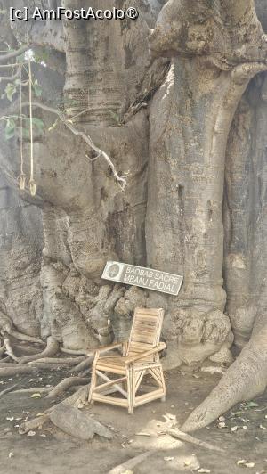 [P61] baobab de sute de ani » foto by robert
 - 
<span class="allrVoted glyphicon glyphicon-heart hidden" id="av1511328"></span>
<a class="m-l-10 hidden" id="sv1511328" onclick="voting_Foto_DelVot(,1511328,3514)" role="button">șterge vot <span class="glyphicon glyphicon-remove"></span></a>
<a id="v91511328" class=" c-red"  onclick="voting_Foto_SetVot(1511328)" role="button"><span class="glyphicon glyphicon-heart-empty"></span> <b>LIKE</b> = Votează poza</a> <img class="hidden"  id="f1511328W9" src="/imagini/loader.gif" border="0" /><span class="AjErrMes hidden" id="e1511328ErM"></span>