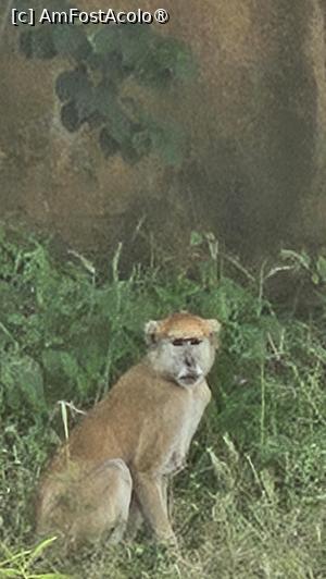 [P62] una din puținele animale sălbatice zărite » foto by robert
 - 
<span class="allrVoted glyphicon glyphicon-heart hidden" id="av1511329"></span>
<a class="m-l-10 hidden" id="sv1511329" onclick="voting_Foto_DelVot(,1511329,3514)" role="button">șterge vot <span class="glyphicon glyphicon-remove"></span></a>
<a id="v91511329" class=" c-red"  onclick="voting_Foto_SetVot(1511329)" role="button"><span class="glyphicon glyphicon-heart-empty"></span> <b>LIKE</b> = Votează poza</a> <img class="hidden"  id="f1511329W9" src="/imagini/loader.gif" border="0" /><span class="AjErrMes hidden" id="e1511329ErM"></span>