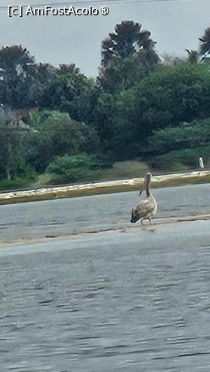 [P08] primul pelican » foto by robert
 - 
<span class="allrVoted glyphicon glyphicon-heart hidden" id="av1511275"></span>
<a class="m-l-10 hidden" id="sv1511275" onclick="voting_Foto_DelVot(,1511275,3514)" role="button">șterge vot <span class="glyphicon glyphicon-remove"></span></a>
<a id="v91511275" class=" c-red"  onclick="voting_Foto_SetVot(1511275)" role="button"><span class="glyphicon glyphicon-heart-empty"></span> <b>LIKE</b> = Votează poza</a> <img class="hidden"  id="f1511275W9" src="/imagini/loader.gif" border="0" /><span class="AjErrMes hidden" id="e1511275ErM"></span>