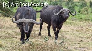 P16 [OCT-2021] buffalo este denumirea lor