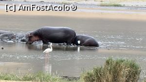P19 [OCT-2021] hipopotami