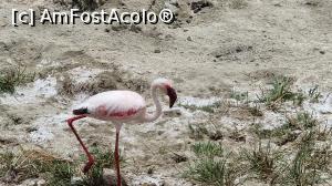 P38 [OCT-2021] flamingo boy