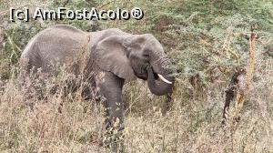 P08 [OCT-2021] elefanți în acțiune