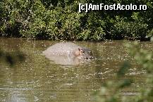 P05 [JAN-2008] Serengeti-un hipopotam la Grumeti River