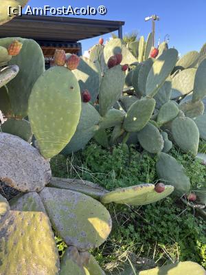 [P17] Palermo- Cactus de pe plajă » foto by Yersinia Pestis
 - 
<span class="allrVoted glyphicon glyphicon-heart hidden" id="av1515505"></span>
<a class="m-l-10 hidden" id="sv1515505" onclick="voting_Foto_DelVot(,1515505,3527)" role="button">șterge vot <span class="glyphicon glyphicon-remove"></span></a>
<a id="v91515505" class=" c-red"  onclick="voting_Foto_SetVot(1515505)" role="button"><span class="glyphicon glyphicon-heart-empty"></span> <b>LIKE</b> = Votează poza</a> <img class="hidden"  id="f1515505W9" src="/imagini/loader.gif" border="0" /><span class="AjErrMes hidden" id="e1515505ErM"></span>