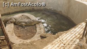 [P59] Insula bananelor - 2 crocodili inerți care nu ne-au băgat în seamă » foto by k-lator
 - 
<span class="allrVoted glyphicon glyphicon-heart hidden" id="av1227495"></span>
<a class="m-l-10 hidden" id="sv1227495" onclick="voting_Foto_DelVot(,1227495,3529)" role="button">șterge vot <span class="glyphicon glyphicon-remove"></span></a>
<a id="v91227495" class=" c-red"  onclick="voting_Foto_SetVot(1227495)" role="button"><span class="glyphicon glyphicon-heart-empty"></span> <b>LIKE</b> = Votează poza</a> <img class="hidden"  id="f1227495W9" src="/imagini/loader.gif" border="0" /><span class="AjErrMes hidden" id="e1227495ErM"></span>