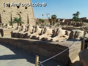 [P16] Alea sfinxșilor la intrarea în Templul Karnak » foto by marsus
 - 
<span class="allrVoted glyphicon glyphicon-heart hidden" id="av1118220"></span>
<a class="m-l-10 hidden" id="sv1118220" onclick="voting_Foto_DelVot(,1118220,3529)" role="button">șterge vot <span class="glyphicon glyphicon-remove"></span></a>
<a id="v91118220" class=" c-red"  onclick="voting_Foto_SetVot(1118220)" role="button"><span class="glyphicon glyphicon-heart-empty"></span> <b>LIKE</b> = Votează poza</a> <img class="hidden"  id="f1118220W9" src="/imagini/loader.gif" border="0" /><span class="AjErrMes hidden" id="e1118220ErM"></span>