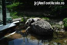 [P03] Ursi panda. Se pune accent pe curățenie în habitatul animalelor » foto by Gabise
 - 
<span class="allrVoted glyphicon glyphicon-heart hidden" id="av424759"></span>
<a class="m-l-10 hidden" id="sv424759" onclick="voting_Foto_DelVot(,424759,3569)" role="button">șterge vot <span class="glyphicon glyphicon-remove"></span></a>
<a id="v9424759" class=" c-red"  onclick="voting_Foto_SetVot(424759)" role="button"><span class="glyphicon glyphicon-heart-empty"></span> <b>LIKE</b> = Votează poza</a> <img class="hidden"  id="f424759W9" src="/imagini/loader.gif" border="0" /><span class="AjErrMes hidden" id="e424759ErM"></span>