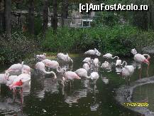 [P10] Gratioasele pasari flamingo,in diferite nuante de roz » foto by ms65
 - 
<span class="allrVoted glyphicon glyphicon-heart hidden" id="av48108"></span>
<a class="m-l-10 hidden" id="sv48108" onclick="voting_Foto_DelVot(,48108,3569)" role="button">șterge vot <span class="glyphicon glyphicon-remove"></span></a>
<a id="v948108" class=" c-red"  onclick="voting_Foto_SetVot(48108)" role="button"><span class="glyphicon glyphicon-heart-empty"></span> <b>LIKE</b> = Votează poza</a> <img class="hidden"  id="f48108W9" src="/imagini/loader.gif" border="0" /><span class="AjErrMes hidden" id="e48108ErM"></span>