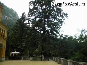 P22 [JUL-2012] Sequoia Gigantea- parcul centrul vechi