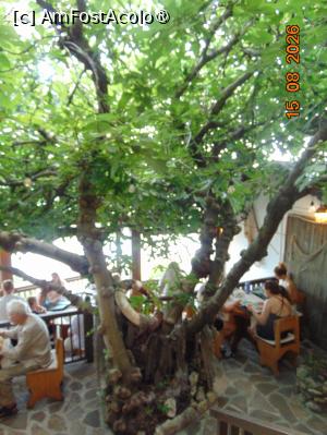 [P12] al doilea copac batrân de ê terasa » foto by Yolanda
 - 
<span class="allrVoted glyphicon glyphicon-heart hidden" id="av1540004"></span>
<a class="m-l-10 hidden" id="sv1540004" onclick="voting_Foto_DelVot(,1540004,3774)" role="button">șterge vot <span class="glyphicon glyphicon-remove"></span></a>
<a id="v91540004" class=" c-red"  onclick="voting_Foto_SetVot(1540004)" role="button"><span class="glyphicon glyphicon-heart-empty"></span> <b>LIKE</b> = Votează poza</a> <img class="hidden"  id="f1540004W9" src="/imagini/loader.gif" border="0" /><span class="AjErrMes hidden" id="e1540004ErM"></span>