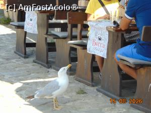 [P29] pescarusul flamand » foto by Yolanda
 - 
<span class="allrVoted glyphicon glyphicon-heart hidden" id="av1540022"></span>
<a class="m-l-10 hidden" id="sv1540022" onclick="voting_Foto_DelVot(,1540022,3774)" role="button">șterge vot <span class="glyphicon glyphicon-remove"></span></a>
<a id="v91540022" class=" c-red"  onclick="voting_Foto_SetVot(1540022)" role="button"><span class="glyphicon glyphicon-heart-empty"></span> <b>LIKE</b> = Votează poza</a> <img class="hidden"  id="f1540022W9" src="/imagini/loader.gif" border="0" /><span class="AjErrMes hidden" id="e1540022ErM"></span>