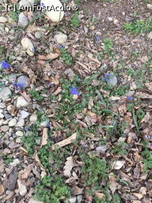 [P20] Chiar vine primăvara ! » foto by Yersinia Pestis
 - 
<span class="allrVoted glyphicon glyphicon-heart hidden" id="av1419678"></span>
<a class="m-l-10 hidden" id="sv1419678" onclick="voting_Foto_DelVot(,1419678,3780)" role="button">șterge vot <span class="glyphicon glyphicon-remove"></span></a>
<a id="v91419678" class=" c-red"  onclick="voting_Foto_SetVot(1419678)" role="button"><span class="glyphicon glyphicon-heart-empty"></span> <b>LIKE</b> = Votează poza</a> <img class="hidden"  id="f1419678W9" src="/imagini/loader.gif" border="0" /><span class="AjErrMes hidden" id="e1419678ErM"></span>