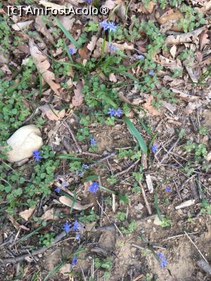 [P04] Violete pentru fete... poate că mai știți melodia » foto by Yersinia Pestis
 - 
<span class="allrVoted glyphicon glyphicon-heart hidden" id="av1419662"></span>
<a class="m-l-10 hidden" id="sv1419662" onclick="voting_Foto_DelVot(,1419662,3780)" role="button">șterge vot <span class="glyphicon glyphicon-remove"></span></a>
<a id="v91419662" class=" c-red"  onclick="voting_Foto_SetVot(1419662)" role="button"><span class="glyphicon glyphicon-heart-empty"></span> <b>LIKE</b> = Votează poza</a> <img class="hidden"  id="f1419662W9" src="/imagini/loader.gif" border="0" /><span class="AjErrMes hidden" id="e1419662ErM"></span>