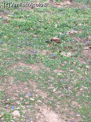 [P05] Și erau câteva! Violete, fete numai una, a mea ! » foto by Yersinia Pestis
 - 
<span class="allrVoted glyphicon glyphicon-heart hidden" id="av1419663"></span>
<a class="m-l-10 hidden" id="sv1419663" onclick="voting_Foto_DelVot(,1419663,3780)" role="button">șterge vot <span class="glyphicon glyphicon-remove"></span></a>
<a id="v91419663" class=" c-red"  onclick="voting_Foto_SetVot(1419663)" role="button"><span class="glyphicon glyphicon-heart-empty"></span> <b>LIKE</b> = Votează poza</a> <img class="hidden"  id="f1419663W9" src="/imagini/loader.gif" border="0" /><span class="AjErrMes hidden" id="e1419663ErM"></span>