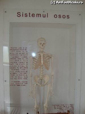 [P24] Informații și machetă cu sistemul osos uman.  » foto by Floryn81
 - 
<span class="allrVoted glyphicon glyphicon-heart hidden" id="av535119"></span>
<a class="m-l-10 hidden" id="sv535119" onclick="voting_Foto_DelVot(,535119,3798)" role="button">șterge vot <span class="glyphicon glyphicon-remove"></span></a>
<a id="v9535119" class=" c-red"  onclick="voting_Foto_SetVot(535119)" role="button"><span class="glyphicon glyphicon-heart-empty"></span> <b>LIKE</b> = Votează poza</a> <img class="hidden"  id="f535119W9" src="/imagini/loader.gif" border="0" /><span class="AjErrMes hidden" id="e535119ErM"></span>
