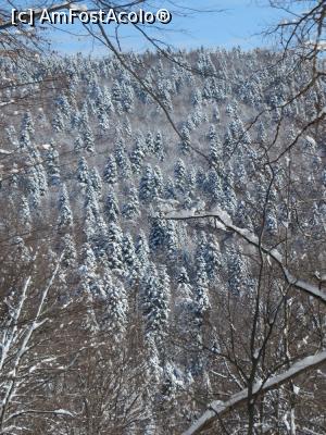 P07 [FEB-2017] Peisaj hibernal pe versanți. 