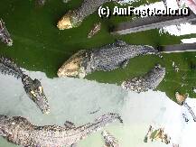 P36 [OCT-2006] Crocodilii asteptau sa mai primeasca de mancare; cei de aici erau foarte mari
