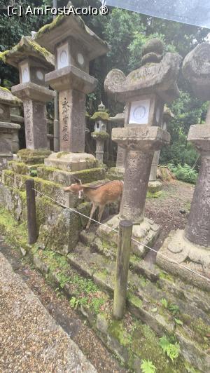 [P01] De-a lungul cararii, au aparut sfioase, caprioarele sacre, mesagerii zeilor, completand atmosfera sfanta unica pentru Kasuga Taisha. » foto by geani anto
 - 
<span class="allrVoted glyphicon glyphicon-heart hidden" id="av1459211"></span>
<a class="m-l-10 hidden" id="sv1459211" onclick="voting_Foto_DelVot(,1459211,3821)" role="button">șterge vot <span class="glyphicon glyphicon-remove"></span></a>
<a id="v91459211" class=" c-red"  onclick="voting_Foto_SetVot(1459211)" role="button"><span class="glyphicon glyphicon-heart-empty"></span> <b>LIKE</b> = Votează poza</a> <img class="hidden"  id="f1459211W9" src="/imagini/loader.gif" border="0" /><span class="AjErrMes hidden" id="e1459211ErM"></span>