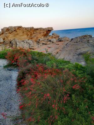 [P12] O planta numita Russelia, am adus-o de cateva ori din Grecia dar nu am știu cum să o trec peste iarna, mai incerc am un exemplar adus in toamna din Creta de o cunoștință, sper sa am noroc de data aceasta » foto by Cristian_h
 - 
<span class="allrVoted glyphicon glyphicon-heart hidden" id="av1508349"></span>
<a class="m-l-10 hidden" id="sv1508349" onclick="voting_Foto_DelVot(,1508349,3837)" role="button">șterge vot <span class="glyphicon glyphicon-remove"></span></a>
<a id="v91508349" class=" c-red"  onclick="voting_Foto_SetVot(1508349)" role="button"><span class="glyphicon glyphicon-heart-empty"></span> <b>LIKE</b> = Votează poza</a> <img class="hidden"  id="f1508349W9" src="/imagini/loader.gif" border="0" /><span class="AjErrMes hidden" id="e1508349ErM"></span>