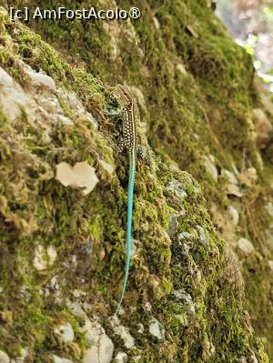 [P15] Valea Fluturilor, insula Rhodos » foto by vlado2
 - 
<span class="allrVoted glyphicon glyphicon-heart hidden" id="av1518418"></span>
<a class="m-l-10 hidden" id="sv1518418" onclick="voting_Foto_DelVot(,1518418,3837)" role="button">șterge vot <span class="glyphicon glyphicon-remove"></span></a>
<a id="v91518418" class=" c-red"  onclick="voting_Foto_SetVot(1518418)" role="button"><span class="glyphicon glyphicon-heart-empty"></span> <b>LIKE</b> = Votează poza</a> <img class="hidden"  id="f1518418W9" src="/imagini/loader.gif" border="0" /><span class="AjErrMes hidden" id="e1518418ErM"></span>