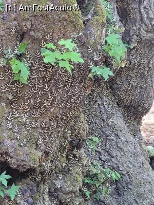 [P14] Valea Fluturilor din insula Rhodos » foto by vlado2
 - 
<span class="allrVoted glyphicon glyphicon-heart hidden" id="av1518461"></span>
<a class="m-l-10 hidden" id="sv1518461" onclick="voting_Foto_DelVot(,1518461,3837)" role="button">șterge vot <span class="glyphicon glyphicon-remove"></span></a>
<a id="v91518461" class=" c-red"  onclick="voting_Foto_SetVot(1518461)" role="button"><span class="glyphicon glyphicon-heart-empty"></span> <b>LIKE</b> = Votează poza</a> <img class="hidden"  id="f1518461W9" src="/imagini/loader.gif" border="0" /><span class="AjErrMes hidden" id="e1518461ErM"></span>