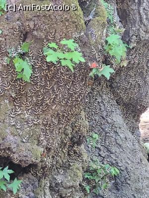 [P19] Valea Fluturilor din insula Rhodos » foto by vlado2
 - 
<span class="allrVoted glyphicon glyphicon-heart hidden" id="av1518466"></span>
<a class="m-l-10 hidden" id="sv1518466" onclick="voting_Foto_DelVot(,1518466,3837)" role="button">șterge vot <span class="glyphicon glyphicon-remove"></span></a>
<a id="v91518466" class=" c-red"  onclick="voting_Foto_SetVot(1518466)" role="button"><span class="glyphicon glyphicon-heart-empty"></span> <b>LIKE</b> = Votează poza</a> <img class="hidden"  id="f1518466W9" src="/imagini/loader.gif" border="0" /><span class="AjErrMes hidden" id="e1518466ErM"></span>