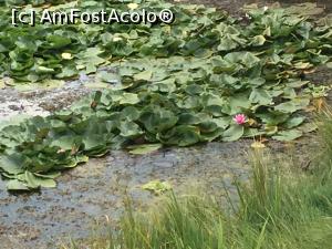 [P17] lac cu nuferi in parcul dendrologic » foto by Dan&Ema
 - 
<span class="allrVoted glyphicon glyphicon-heart hidden" id="av906457"></span>
<a class="m-l-10 hidden" id="sv906457" onclick="voting_Foto_DelVot(,906457,3848)" role="button">șterge vot <span class="glyphicon glyphicon-remove"></span></a>
<a id="v9906457" class=" c-red"  onclick="voting_Foto_SetVot(906457)" role="button"><span class="glyphicon glyphicon-heart-empty"></span> <b>LIKE</b> = Votează poza</a> <img class="hidden"  id="f906457W9" src="/imagini/loader.gif" border="0" /><span class="AjErrMes hidden" id="e906457ErM"></span>