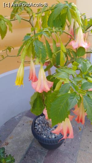 [P36] Floarea ”Trompeta îngerului” » foto by Mitica49
 - 
<span class="allrVoted glyphicon glyphicon-heart hidden" id="av1518584"></span>
<a class="m-l-10 hidden" id="sv1518584" onclick="voting_Foto_DelVot(,1518584,3848)" role="button">șterge vot <span class="glyphicon glyphicon-remove"></span></a>
<a id="v91518584" class=" c-red"  onclick="voting_Foto_SetVot(1518584)" role="button"><span class="glyphicon glyphicon-heart-empty"></span> <b>LIKE</b> = Votează poza</a> <img class="hidden"  id="f1518584W9" src="/imagini/loader.gif" border="0" /><span class="AjErrMes hidden" id="e1518584ErM"></span>