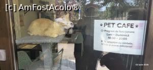 [P31] 31..... întâlnim un „Pet Cafe”. » foto by msnd
 - 
<span class="allrVoted glyphicon glyphicon-heart hidden" id="av1534426"></span>
<a class="m-l-10 hidden" id="sv1534426" onclick="voting_Foto_DelVot(,1534426,3848)" role="button">șterge vot <span class="glyphicon glyphicon-remove"></span></a>
<a id="v91534426" class=" c-red"  onclick="voting_Foto_SetVot(1534426)" role="button"><span class="glyphicon glyphicon-heart-empty"></span> <b>LIKE</b> = Votează poza</a> <img class="hidden"  id="f1534426W9" src="/imagini/loader.gif" border="0" /><span class="AjErrMes hidden" id="e1534426ErM"></span>