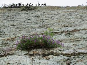 [P20] Un mic „balcon floral” - Rezervația geologică „Piatra Verde” Slănic.  » foto by tata123 🔱
 - 
<span class="allrVoted glyphicon glyphicon-heart hidden" id="av878094"></span>
<a class="m-l-10 hidden" id="sv878094" onclick="voting_Foto_DelVot(,878094,3878)" role="button">șterge vot <span class="glyphicon glyphicon-remove"></span></a>
<a id="v9878094" class=" c-red"  onclick="voting_Foto_SetVot(878094)" role="button"><span class="glyphicon glyphicon-heart-empty"></span> <b>LIKE</b> = Votează poza</a> <img class="hidden"  id="f878094W9" src="/imagini/loader.gif" border="0" /><span class="AjErrMes hidden" id="e878094ErM"></span>