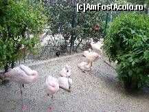 [P18] Flamingo din parcul l'Orangerie » foto by corinne
 - 
<span class="allrVoted glyphicon glyphicon-heart hidden" id="av109258"></span>
<a class="m-l-10 hidden" id="sv109258" onclick="voting_Foto_DelVot(,109258,3883)" role="button">șterge vot <span class="glyphicon glyphicon-remove"></span></a>
<a id="v9109258" class=" c-red"  onclick="voting_Foto_SetVot(109258)" role="button"><span class="glyphicon glyphicon-heart-empty"></span> <b>LIKE</b> = Votează poza</a> <img class="hidden"  id="f109258W9" src="/imagini/loader.gif" border="0" /><span class="AjErrMes hidden" id="e109258ErM"></span>