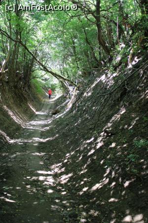 P10 [AUG-2020] Parcul Național Cheile Nerei – Beușnița, Poteca spre Tunele trece și printr-un tunel verde