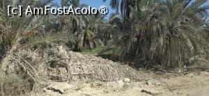 [P29] 29. În final, trecem printr-o adevărată pădure de curmali.... » foto by msnd
 - 
<span class="allrVoted glyphicon glyphicon-heart hidden" id="av1506142"></span>
<a class="m-l-10 hidden" id="sv1506142" onclick="voting_Foto_DelVot(,1506142,3997)" role="button">șterge vot <span class="glyphicon glyphicon-remove"></span></a>
<a id="v91506142" class=" c-red"  onclick="voting_Foto_SetVot(1506142)" role="button"><span class="glyphicon glyphicon-heart-empty"></span> <b>LIKE</b> = Votează poza</a> <img class="hidden"  id="f1506142W9" src="/imagini/loader.gif" border="0" /><span class="AjErrMes hidden" id="e1506142ErM"></span>