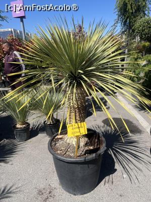 [P10] Constanța.25.04.2026 -  Piața de Flori » foto by Yersinia Pestis
 - 
<span class="allrVoted glyphicon glyphicon-heart hidden" id="av1526375"></span>
<a class="m-l-10 hidden" id="sv1526375" onclick="voting_Foto_DelVot(,1526375,4001)" role="button">șterge vot <span class="glyphicon glyphicon-remove"></span></a>
<a id="v91526375" class=" c-red"  onclick="voting_Foto_SetVot(1526375)" role="button"><span class="glyphicon glyphicon-heart-empty"></span> <b>LIKE</b> = Votează poza</a> <img class="hidden"  id="f1526375W9" src="/imagini/loader.gif" border="0" /><span class="AjErrMes hidden" id="e1526375ErM"></span>