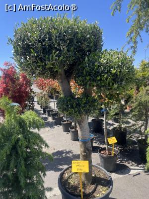 [P12] Constanța.25.04.2026 -  Piața de Flori » foto by Yersinia Pestis
 - 
<span class="allrVoted glyphicon glyphicon-heart hidden" id="av1526377"></span>
<a class="m-l-10 hidden" id="sv1526377" onclick="voting_Foto_DelVot(,1526377,4001)" role="button">șterge vot <span class="glyphicon glyphicon-remove"></span></a>
<a id="v91526377" class=" c-red"  onclick="voting_Foto_SetVot(1526377)" role="button"><span class="glyphicon glyphicon-heart-empty"></span> <b>LIKE</b> = Votează poza</a> <img class="hidden"  id="f1526377W9" src="/imagini/loader.gif" border="0" /><span class="AjErrMes hidden" id="e1526377ErM"></span>