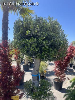 [P14] Constanța.25.04.2026 -  Piața de Flori » foto by Yersinia Pestis
 - 
<span class="allrVoted glyphicon glyphicon-heart hidden" id="av1526379"></span>
<a class="m-l-10 hidden" id="sv1526379" onclick="voting_Foto_DelVot(,1526379,4001)" role="button">șterge vot <span class="glyphicon glyphicon-remove"></span></a>
<a id="v91526379" class=" c-red"  onclick="voting_Foto_SetVot(1526379)" role="button"><span class="glyphicon glyphicon-heart-empty"></span> <b>LIKE</b> = Votează poza</a> <img class="hidden"  id="f1526379W9" src="/imagini/loader.gif" border="0" /><span class="AjErrMes hidden" id="e1526379ErM"></span>