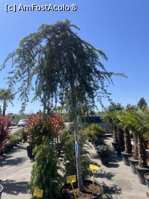 [P15] Constanța.25.04.2026 -  Piața de Flori » foto by Yersinia Pestis
 - 
<span class="allrVoted glyphicon glyphicon-heart hidden" id="av1526380"></span>
<a class="m-l-10 hidden" id="sv1526380" onclick="voting_Foto_DelVot(,1526380,4001)" role="button">șterge vot <span class="glyphicon glyphicon-remove"></span></a>
<a id="v91526380" class=" c-red"  onclick="voting_Foto_SetVot(1526380)" role="button"><span class="glyphicon glyphicon-heart-empty"></span> <b>LIKE</b> = Votează poza</a> <img class="hidden"  id="f1526380W9" src="/imagini/loader.gif" border="0" /><span class="AjErrMes hidden" id="e1526380ErM"></span>