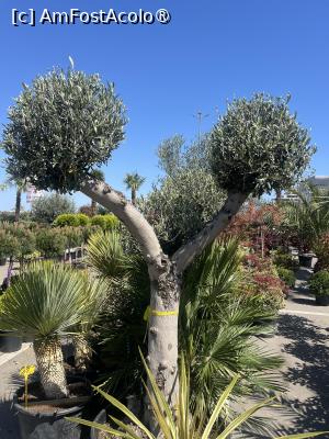 [P16] Constanța.25.04.2026 -  Piața de Flori » foto by Yersinia Pestis
 - 
<span class="allrVoted glyphicon glyphicon-heart hidden" id="av1526381"></span>
<a class="m-l-10 hidden" id="sv1526381" onclick="voting_Foto_DelVot(,1526381,4001)" role="button">șterge vot <span class="glyphicon glyphicon-remove"></span></a>
<a id="v91526381" class=" c-red"  onclick="voting_Foto_SetVot(1526381)" role="button"><span class="glyphicon glyphicon-heart-empty"></span> <b>LIKE</b> = Votează poza</a> <img class="hidden"  id="f1526381W9" src="/imagini/loader.gif" border="0" /><span class="AjErrMes hidden" id="e1526381ErM"></span>