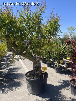 [P18] Constanța.25.04.2026 -  Piața de Flori » foto by Yersinia Pestis
 - 
<span class="allrVoted glyphicon glyphicon-heart hidden" id="av1526383"></span>
<a class="m-l-10 hidden" id="sv1526383" onclick="voting_Foto_DelVot(,1526383,4001)" role="button">șterge vot <span class="glyphicon glyphicon-remove"></span></a>
<a id="v91526383" class=" c-red"  onclick="voting_Foto_SetVot(1526383)" role="button"><span class="glyphicon glyphicon-heart-empty"></span> <b>LIKE</b> = Votează poza</a> <img class="hidden"  id="f1526383W9" src="/imagini/loader.gif" border="0" /><span class="AjErrMes hidden" id="e1526383ErM"></span>