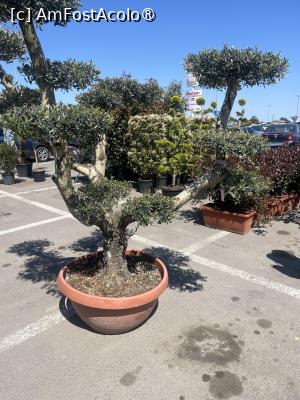 [P19] Constanța.25.04.2026 -  Piața de Flori » foto by Yersinia Pestis
 - 
<span class="allrVoted glyphicon glyphicon-heart hidden" id="av1526384"></span>
<a class="m-l-10 hidden" id="sv1526384" onclick="voting_Foto_DelVot(,1526384,4001)" role="button">șterge vot <span class="glyphicon glyphicon-remove"></span></a>
<a id="v91526384" class=" c-red"  onclick="voting_Foto_SetVot(1526384)" role="button"><span class="glyphicon glyphicon-heart-empty"></span> <b>LIKE</b> = Votează poza</a> <img class="hidden"  id="f1526384W9" src="/imagini/loader.gif" border="0" /><span class="AjErrMes hidden" id="e1526384ErM"></span>