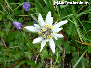 P14 [AUG-2014] Iat-o, ea e prima floare de colţ întâlnită (cea pe care am observat-o din greşeală)... 