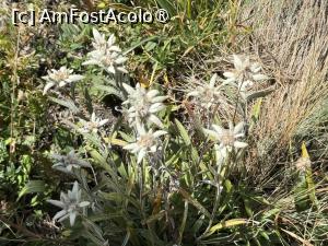 [P02] Delicatele flori de colt » foto by Mika
 - 
<span class="allrVoted glyphicon glyphicon-heart hidden" id="av1499459"></span>
<a class="m-l-10 hidden" id="sv1499459" onclick="voting_Foto_DelVot(,1499459,4076)" role="button">șterge vot <span class="glyphicon glyphicon-remove"></span></a>
<a id="v91499459" class=" c-red"  onclick="voting_Foto_SetVot(1499459)" role="button"><span class="glyphicon glyphicon-heart-empty"></span> <b>LIKE</b> = Votează poza</a> <img class="hidden"  id="f1499459W9" src="/imagini/loader.gif" border="0" /><span class="AjErrMes hidden" id="e1499459ErM"></span>